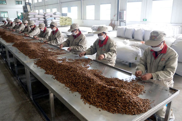 恒峰g22中药材 恒峰g22中药材