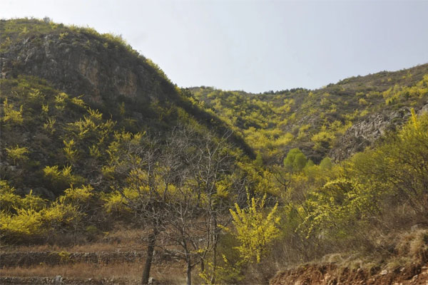 恒峰g22中药材公司连翘育苗基地 恒峰g22中药材公司连翘育苗基地