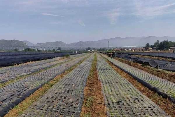 恒峰g22中药材规范化种植基地 恒峰g22中药材规范化种植基地